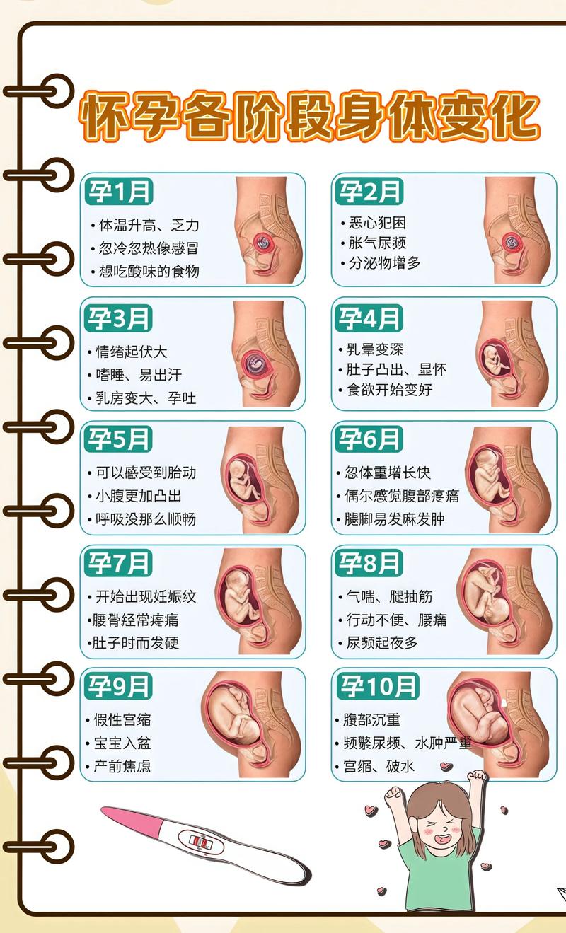 揭秘供卵代孕妈妈怀孕小腹分两节，孕期变化的奥秘中山代生机构: